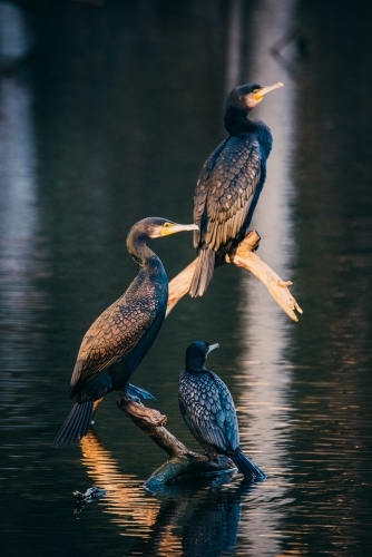 Three Cormorants perched on a tree in the water