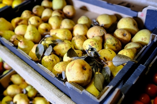 Trays of pears in organic farm shop