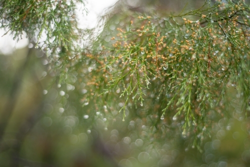 Tree branch and leaves with water droplets