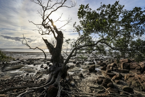 Tree surrounded by rocky coastline at low tide
