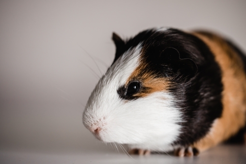 tri colour american guinea pig with room for copy space