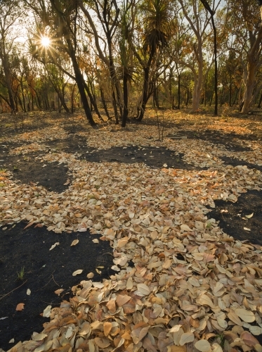 Tropical savanna in dry season with fallen leaves after fire
