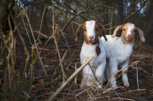 Two adorable, cute brown and white baby goats in forest