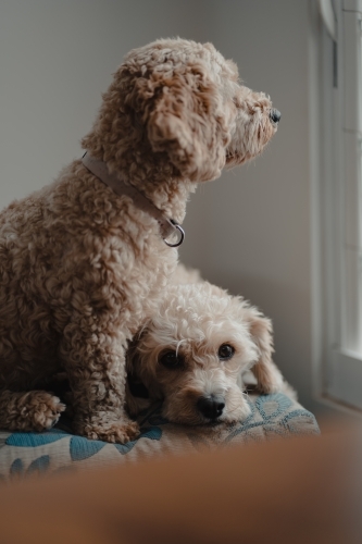 Two cavoodles sitting on a cushion looking out a window