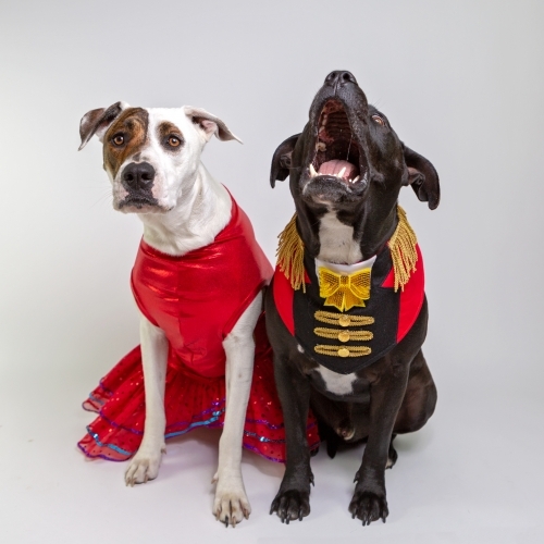 two dogs in fancy dress costumes