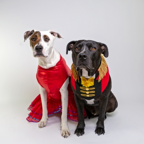 two dogs in fancy dress costumes