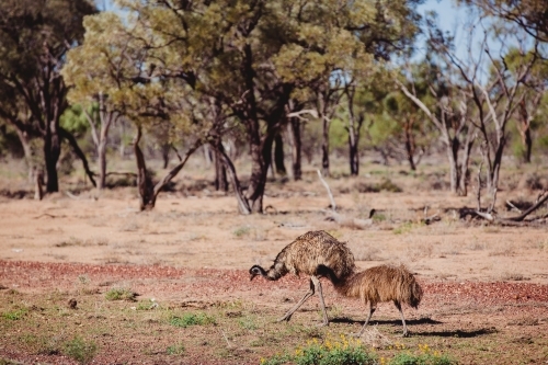 Two emus walking