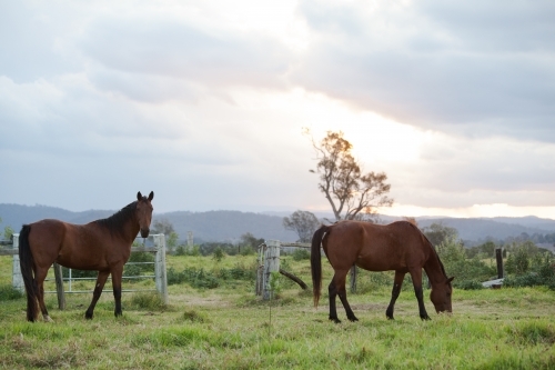 Two horses in a paddock at sunset