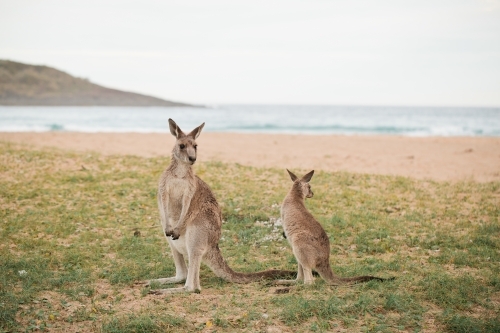 Two kangaroos near a beach