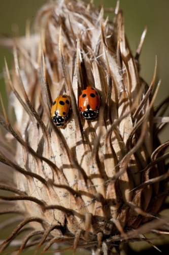 Two ladybirds on a dry thistle