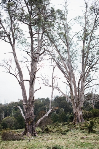 Two large trees in front of bushland