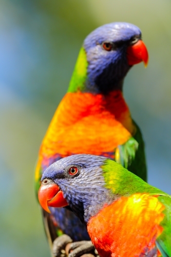 Two Rainbow Lorikeets close-up.