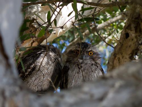 Two Tawny Frogmouth birds in a tree