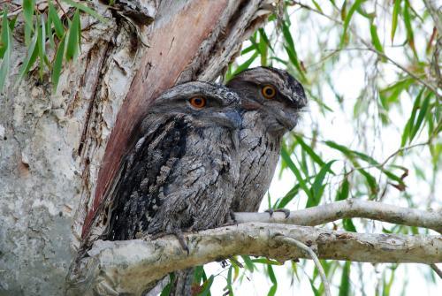 Two Tawny Frogmouths in a tree