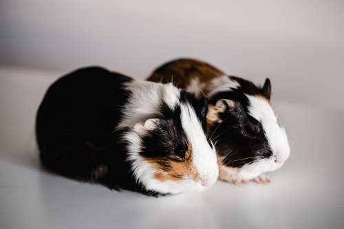 Two tri coloured tan, blank and white american breed guinea pigs sitting next to each other
