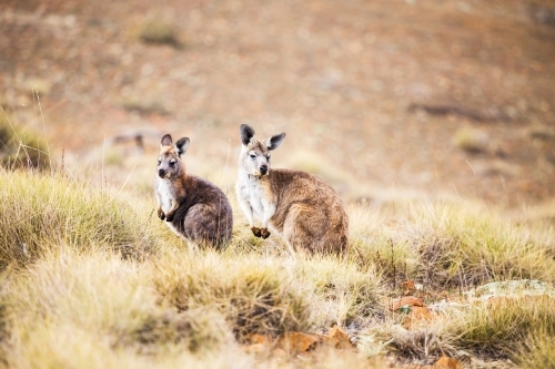 Two wallabies in spinifex grass