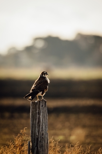 Vertical shot of a bird of prey sitting on a old post
