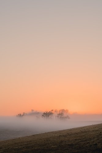 Vertical shot of mist hiding trees on hill at dawn