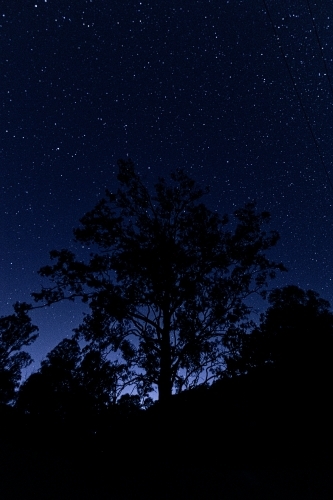 vertical shot of some silhouette of trees and bushes on top of a mountain at dawn with stars