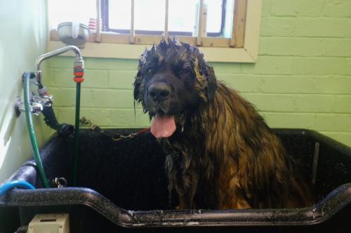 Very big dog in bath