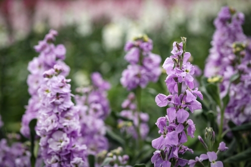 Vibrant purple stock garden beds in full bloom, flower farm image