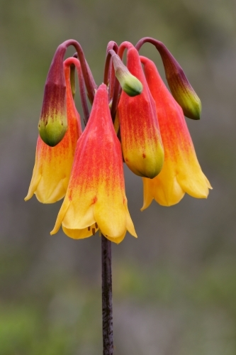 Vibrant red and yellow Christmas Bells (Blandfordia grandiflora) wildflowers growing in a field
