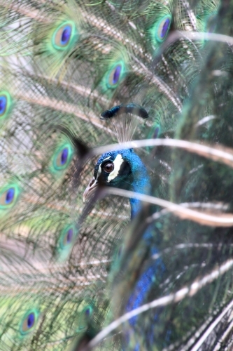 View of peacocks head through feathers
