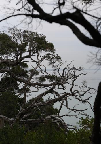 View through tree branches to the sea on an overcast day