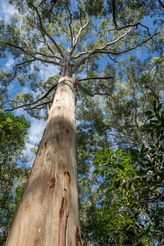 View up the trunk of a tall gumtree (Mountain Blue Gum) with tree crown against blue sky