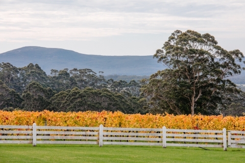 Vineyard in autumn with vines, trees a white wooden fence and mountains