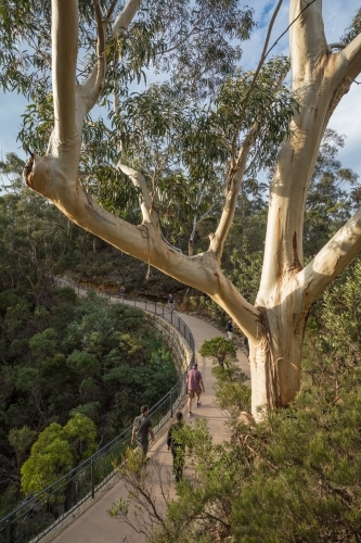Walkers on curved concrete pathway in bushland, viewed from above