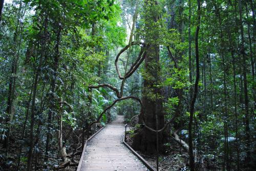 Walkway through the rainforest at the Mary Cairncross Scenic Reserve