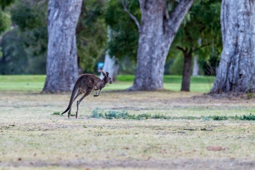 Wallaby bounding across green clearing near a golf course at dusk