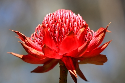 Waratah flowering in the wild bush Australia.