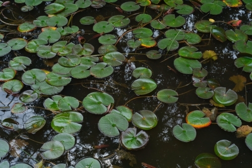 Water lily leaves in dark pond