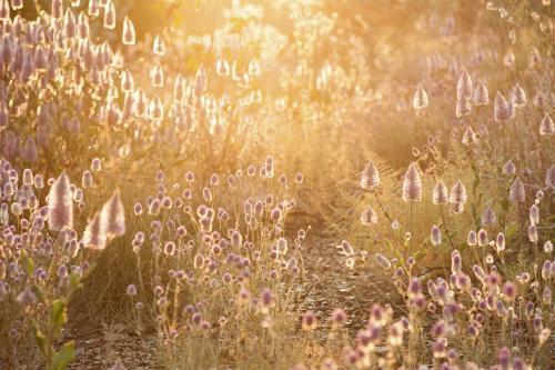 West Australian wildflowers in sunlight