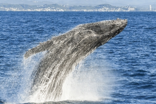 Whale breaching with water running off whale's body.