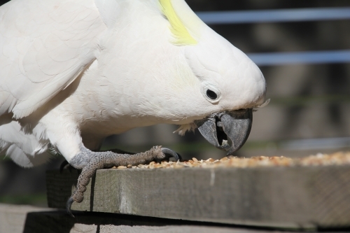 white cockatoo eating bird seed