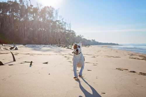 White dog running along remote beach in Queensland