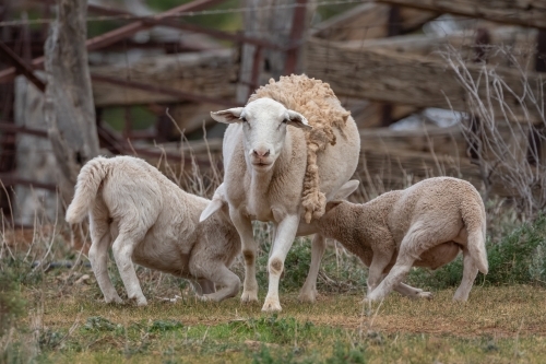 White Dorper ewe feeding her twin lambs in a rustic rural setting