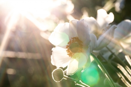 White Japanese Anemone (windflowers) with sunlight