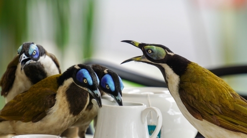 Wild Birds drinking from milkjug
