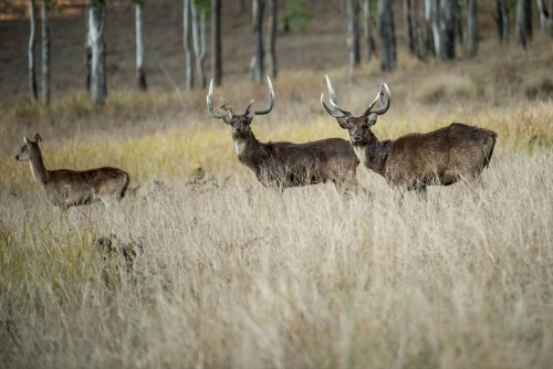 Wild Deer stags