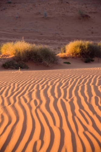 Wind ripples in red sand dune