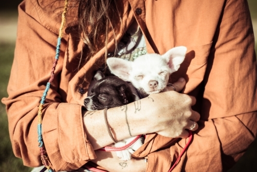 Woman holding small dogs