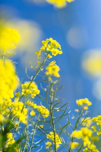 Yellow canola plant flowers and pods against a blue sky