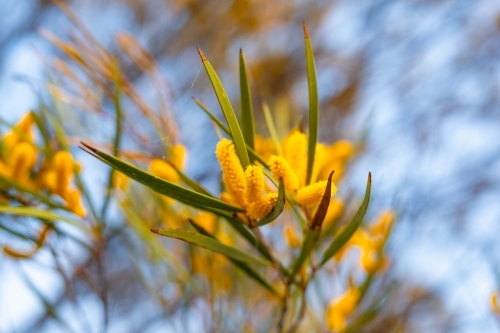 Yellow wattle flower in spring