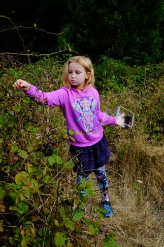 Young blonde girl picking blackberries in Victoria