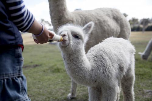 Young girl feeding a baby alpaca with a bottle of milk