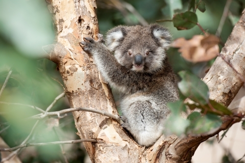 Young koala watching from eucalyptus tree